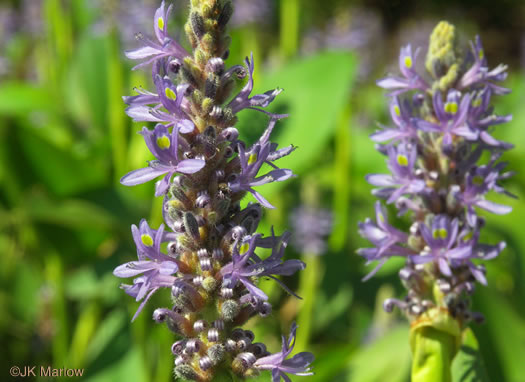 Pontederia cordata var. cordata, Heartleaf Pickerelweed, Wampee