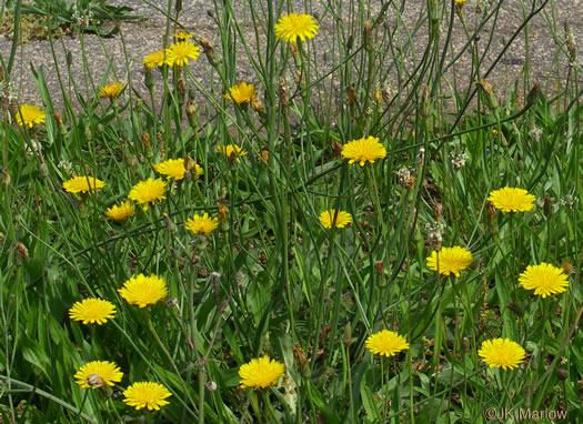 image of Hypochaeris radicata, Hairy Cat's-ear, Spotted Cat's-ear, Cat's Ear Dandelion