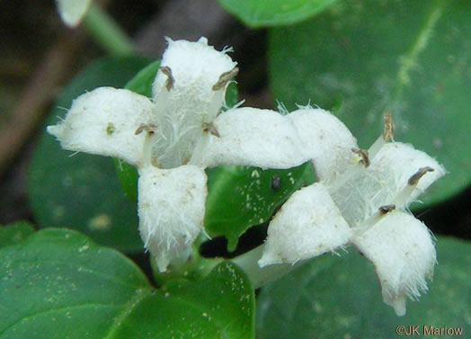 image of Mitchella repens, Partridgeberry, Twinflower