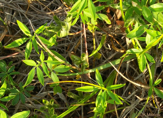 image of Stylosanthes biflora, Pencil-flower, Sidebeak Pencil-flower