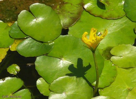 image of Nymphoides peltata, Yellow Floating Heart