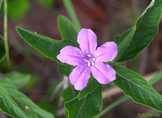 Carolina Wild-petunia