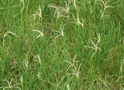 image of Cynodon dactylon, Bermuda Grass, Scotch Grass