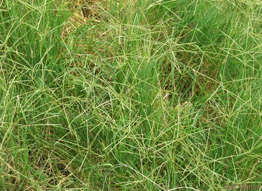 image of Cynodon dactylon, Bermuda Grass, Scutch Grass