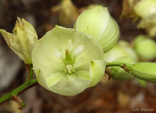 image of Yucca filamentosa, Beargrass, Spoonleaf Yucca, Curlyleaf Yucca