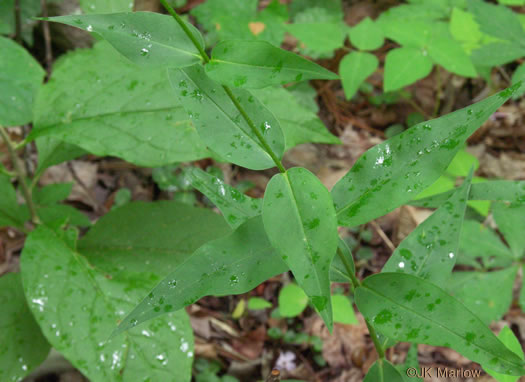 image of Phlox carolina, Carolina Phlox, Thick-leaf Phlox, Giant Phlox