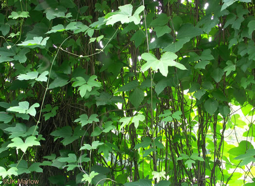 image of Pueraria montana var. lobata, Kudzu, Foot-a-Day