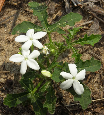 Spurge-nettle