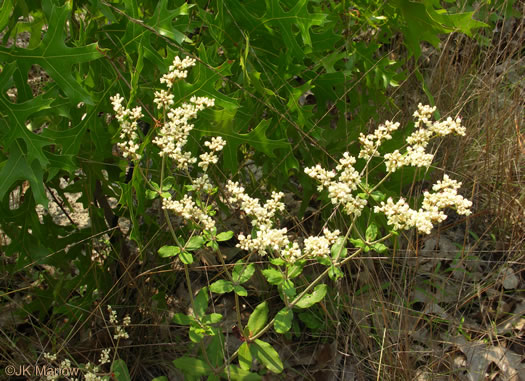 image of Eriogonum tomentosum, Sandhill Wild-buckwheat, Southern Wild-buckwheat, Dog-tongue Buckwheat