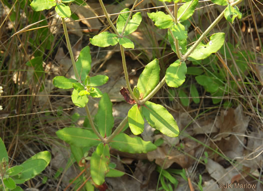 image of Eriogonum tomentosum, Sandhill Wild-buckwheat, Southern Wild-buckwheat, Dog-tongue Buckwheat