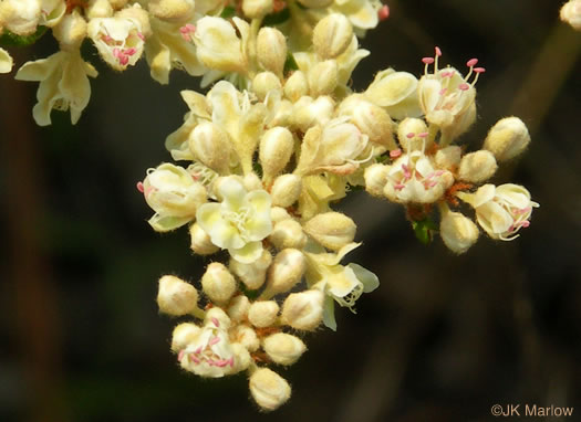 image of Eriogonum tomentosum, Sandhill Wild-buckwheat, Southern Wild-buckwheat, Dog-tongue Buckwheat