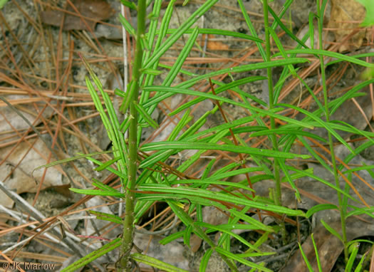 image of Vernonia angustifolia var. angustifolia, Narrowleaf Ironweed, Slender Ironweed