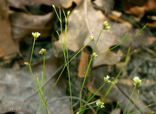 image of Stipulicida setacea, Coastal Plain Wireplant, Pineland Scaly-pink