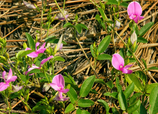 image of Galactia volubilis, Smooth Milkpea, Common Milkpea