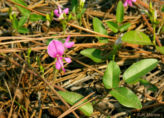 image of Galactia volubilis, Smooth Milkpea, Common Milkpea