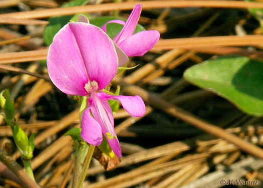 image of Galactia volubilis, Smooth Milkpea, Common Milkpea