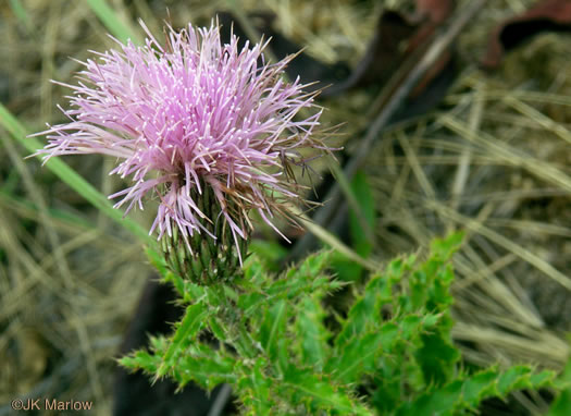 Sandhill Thistle