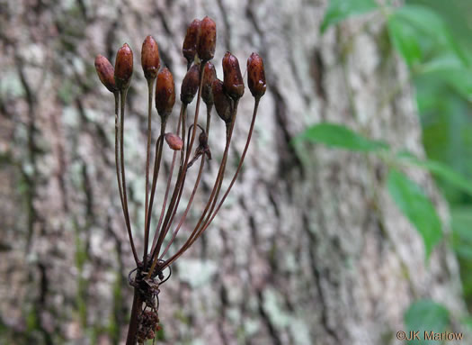 image of Primula meadia, Eastern Shooting Star