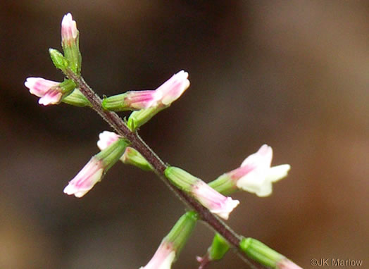 flower of Phryma leptostachya, American Lopseed