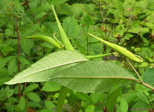 image of Asclepias exaltata, Poke Milkweed, Tall Milkweed