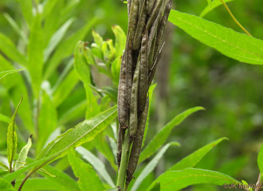 fruit of Thermopsis villosa, Aaron's Rod, Blue Ridge Golden-banner, Hairy Bush Pea