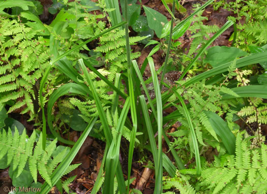 image of Melanthium hybridum, Crisped Bunchflower, Broadleaf Bunchflower, Slender Bunchflower