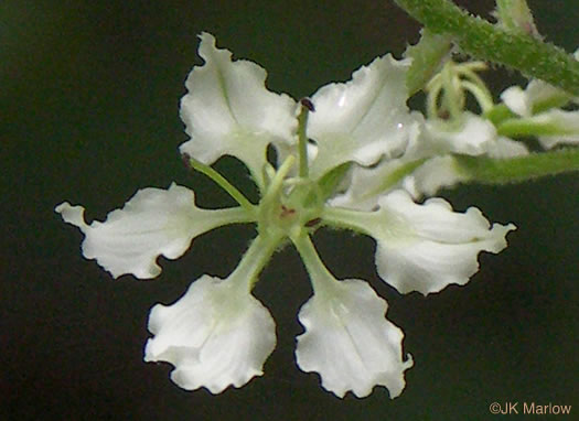 image of Melanthium hybridum, Crisped Bunchflower, Broadleaf Bunchflower, Slender Bunchflower