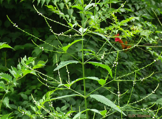 image of Verbena urticifolia, White Vervain, Nettleleaf Verbena, Velvetleaf Vervain
