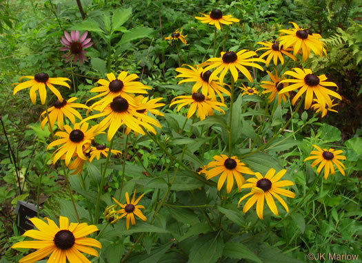 image of Rudbeckia fulgida, Common Eastern Coneflower, Orange Coneflower