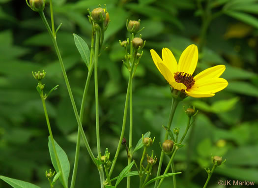 image of Coreopsis tripteris, Tall Coreopsis, Tall Tickseed, Threeleaf Tickseed