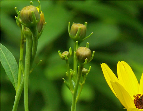 image of Coreopsis tripteris, Tall Coreopsis, Tall Tickseed, Threeleaf Tickseed