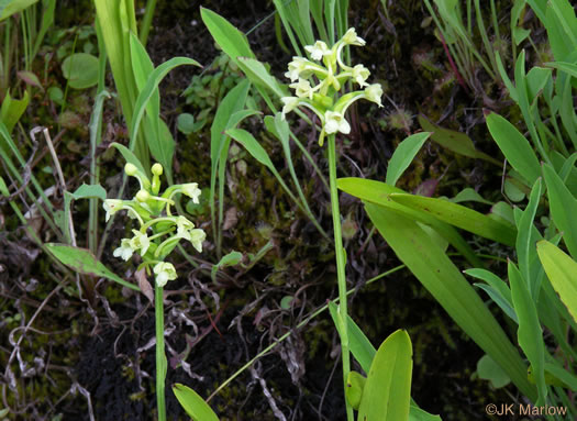 image of Platanthera clavellata, Small Green Wood Orchid, Club-spur Orchid, Woodland Orchid, Streamhead Orchid