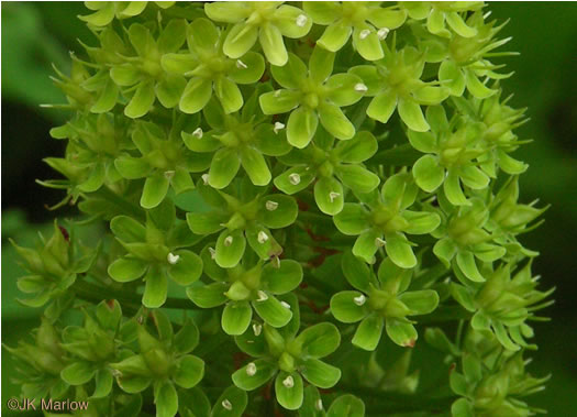 Amianthium muscitoxicum, Fly-poison