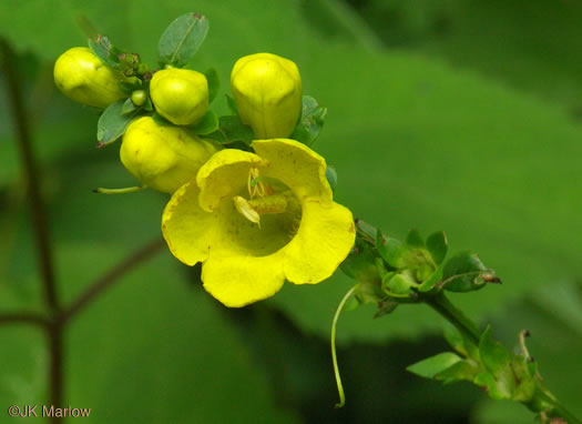 Aureolaria levigata, Appalachian Oak-leach, Smooth False Foxglove, Entireleaf Yellow False Foxglove