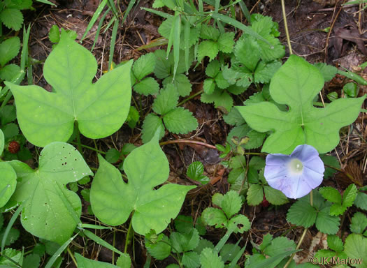 image of Ipomoea hederacea, Ivyleaf Morning Glory