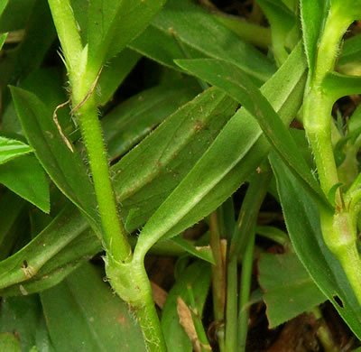 image of Diodia virginiana, Virginia Buttonweed, Large Buttonweed