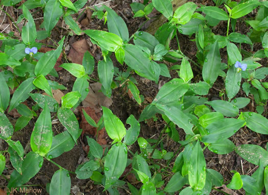 image of Commelina communis, Asiatic Dayflower, Common Dayflower