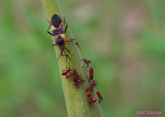 image of Asclepias tuberosa var. tuberosa, Butterfly Milkweed, Eastern Butterflyweed, Pleurisy Root, Wind Root