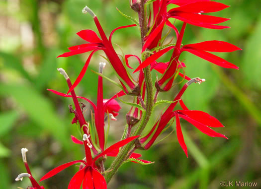 image of Lobelia cardinalis var. cardinalis, Cardinal Flower