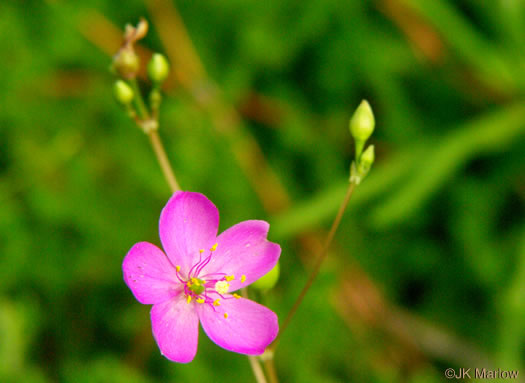 image of Phemeranthus teretifolius, Appalachian Fameflower, Appalachian Rock-pink, Rock Portulaca, Quill Fameflower