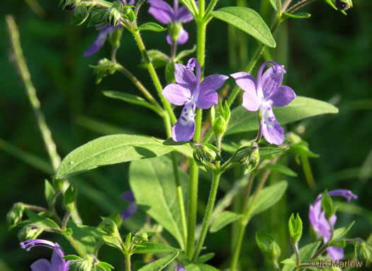 image of Trichostema dichotomum, Common Blue Curls, Forked Bluecurls