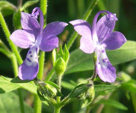 image of Trichostema dichotomum, Common Blue Curls, Forked Blue Curls