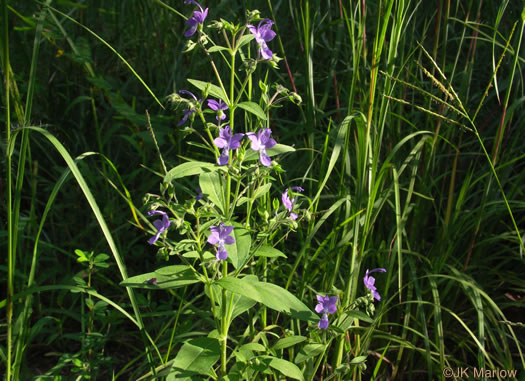 image of Trichostema dichotomum, Common Blue Curls, Forked Bluecurls