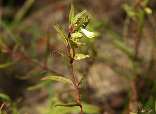 image of Melampyrum lineare, Cow-wheat