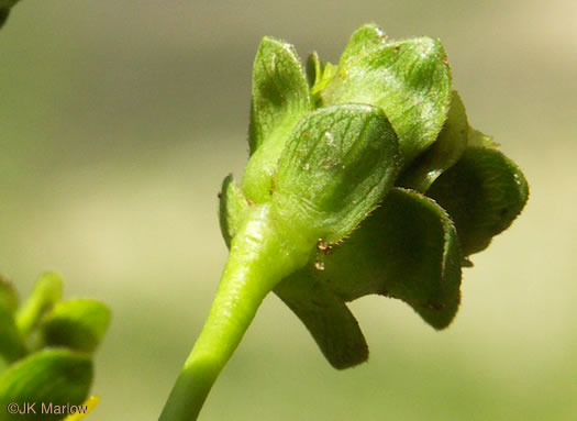 image of Silphium compositum var. compositum, Carolina Rosinweed, Compassplant, Rhubarb-leaved Rosinweed