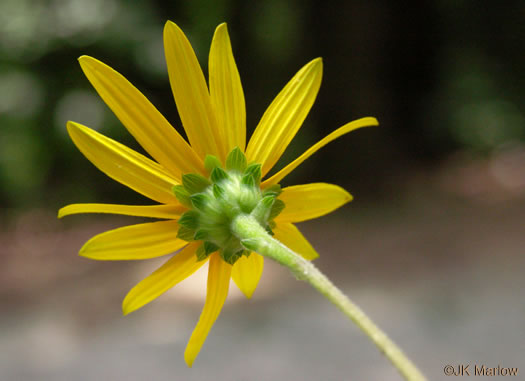 image of Helianthus atrorubens, Purple-disk Sunflower, Hairy Wood Sunflower, Appalachian Sunflower