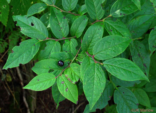 image of Vaccinium erythrocarpum, Bearberry, Highbush Cranberry, Mountain Cranberry