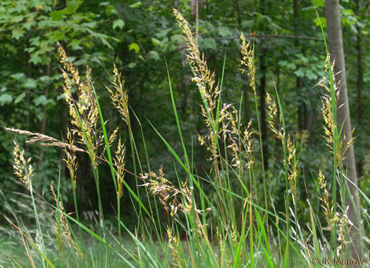 image of Sorghastrum nutans, Yellow Indiangrass, Prairie Indiangrass