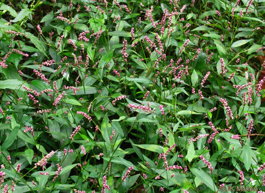 image of Persicaria longiseta, Longbristle Smartweed, Bristly Lady's-thumb, Creeping Smartweed, Tufted Knotweed