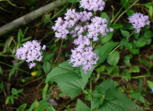 image of Conoclinium coelestinum, Mistflower, Wild Ageratum, Hardy Ageratum
